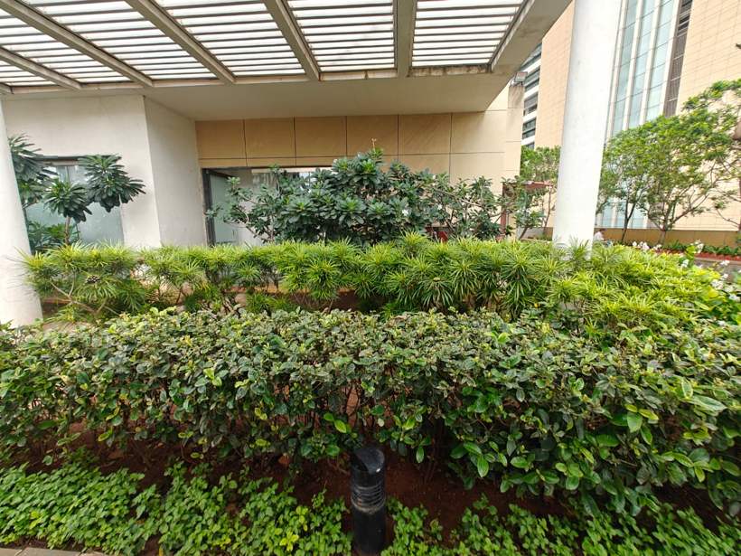Layered hedge planting under a pergola